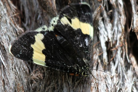 Eutrichopidia latinus Moth (Eutrichopidia latinus)